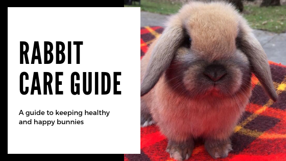 Rabbit Care Guide